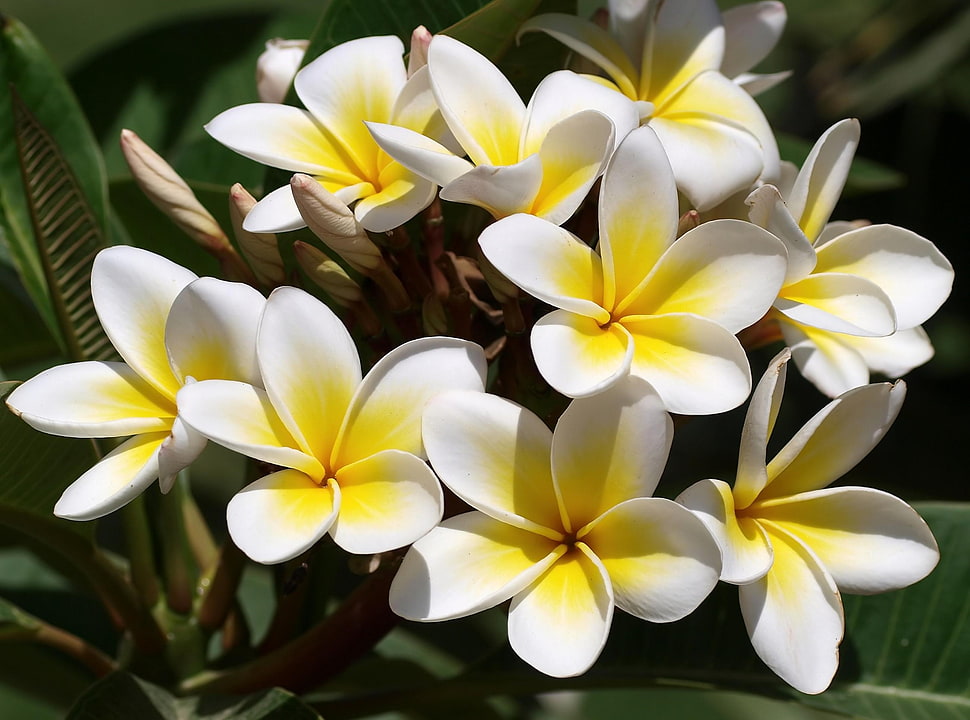 Yellow and white petaled flowers HD wallpaper | Wallpaper Flare