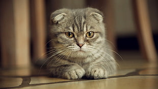 tilt shift lens photography of gray tabby kitten HD wallpaper