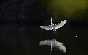 white swan, animals, herons