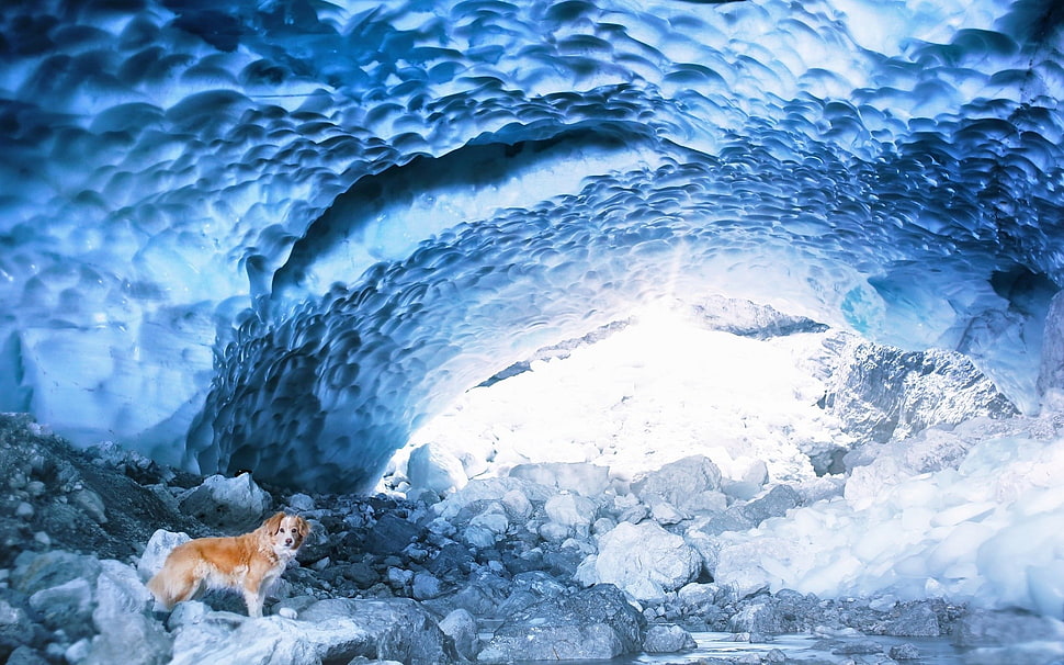 brown and black animal hide, cave, ice, dog, animals HD wallpaper