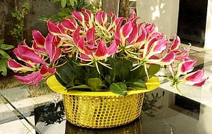 pink flowers in yellow plastic pot