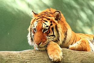 Siberian tiger HD wallpaper