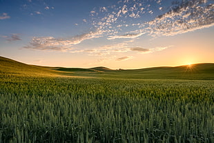 landscape photography of grass field during sunset, wheat fields, eastern washington HD wallpaper