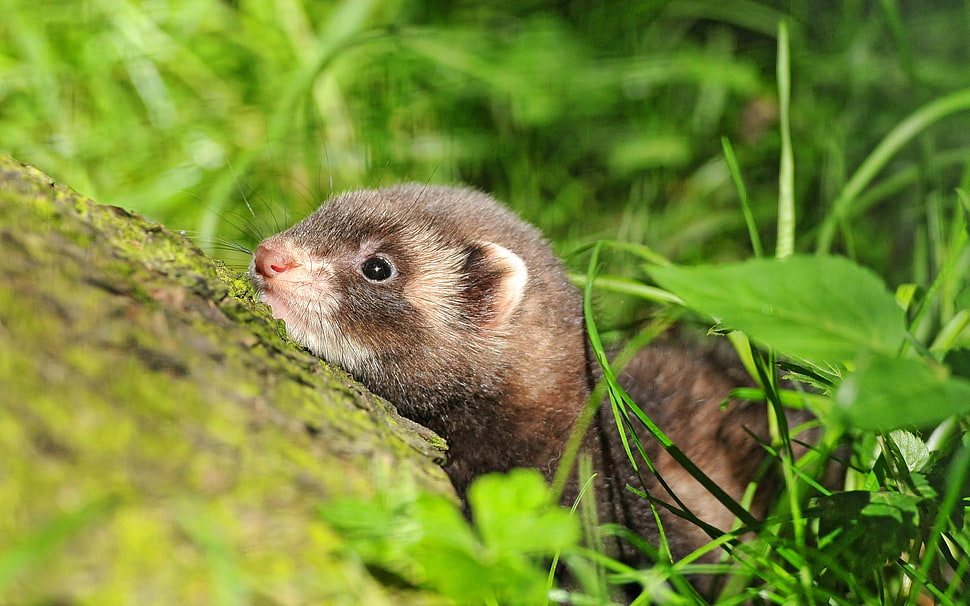 brown weasel HD wallpaper