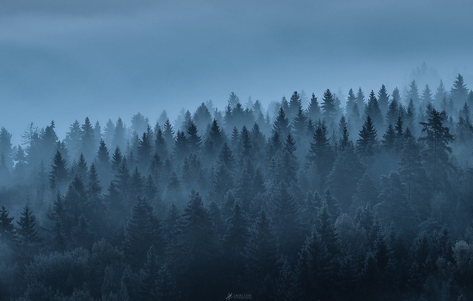 green leaf trees, landscape, forest, trees, mist HD wallpaper