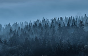 green leaf trees, landscape, forest, trees, mist