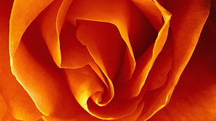 close up photo of orange rose