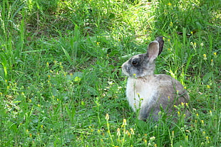 gray, black, and white hare on green grass