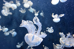 white jellyfish HD wallpaper
