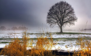 leafless tree on green grass field with snow