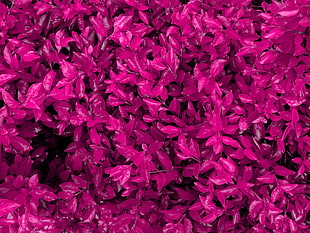 photographed of purple petaled flowers