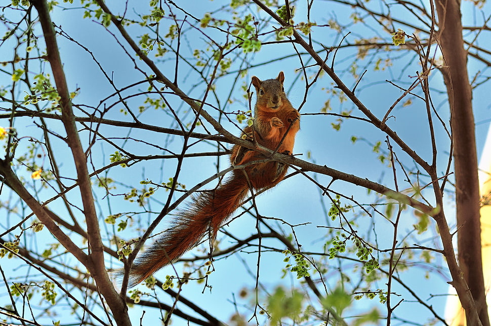 brown squirrel on tree trunk HD wallpaper