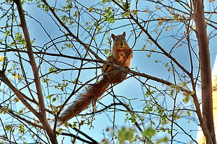 brown squirrel on tree trunk