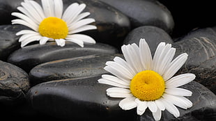 two white-and-yellow Daisy flower in black stones