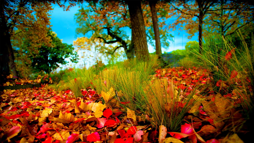 painting of red,yellow and green forest HD wallpaper