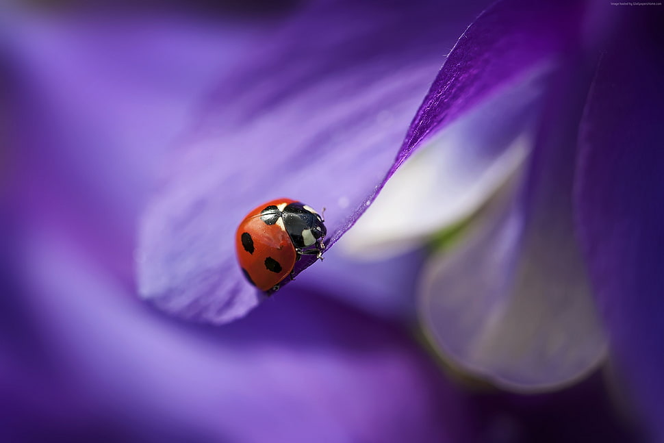 close-up photography of red ladybug on purple petaled flower HD wallpaper