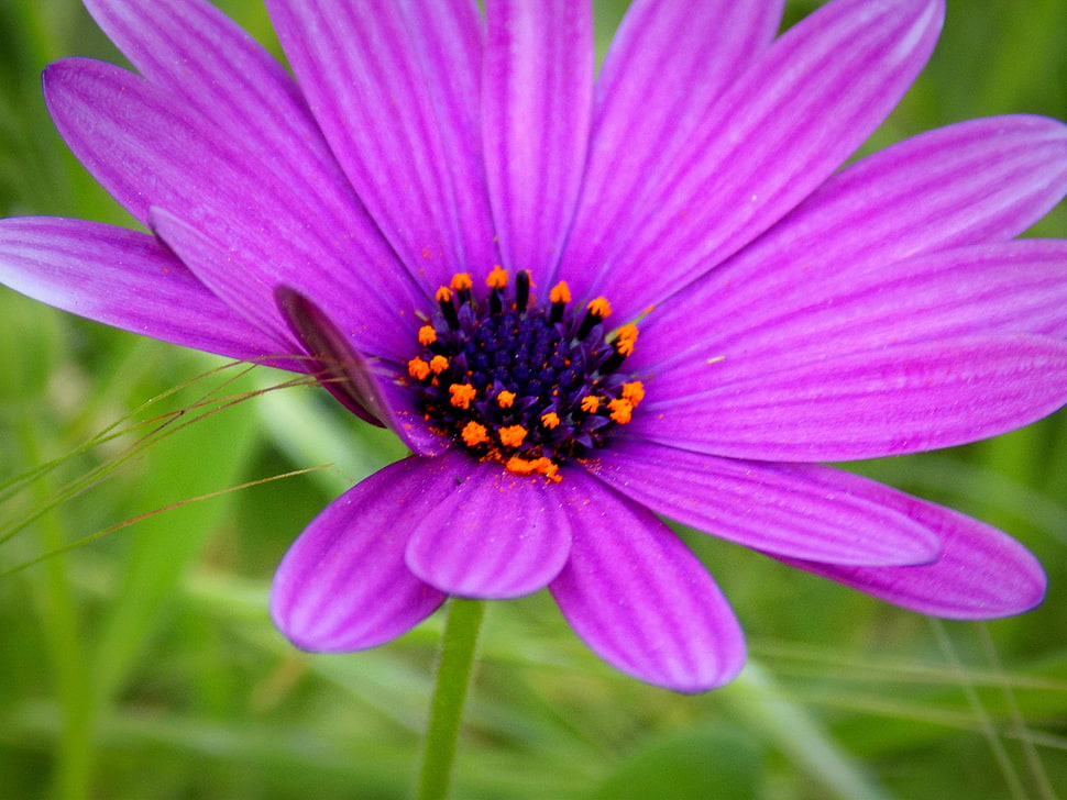 purple Osteospermum flower in bloom close-up photo HD wallpaper