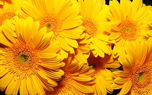 yellow petaled flower bouquet HD wallpaper