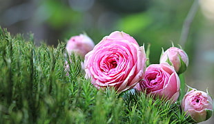 pink flowers on green grass field during daytime HD wallpaper