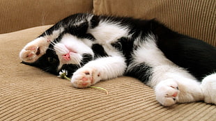 black and white Tuxedo kitten lying on beige couch