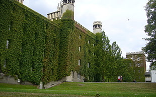 castle wall covered with green grass