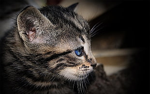 closeup photo of brown tabby kitten