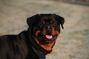 adult mahogany rottweiler photography
