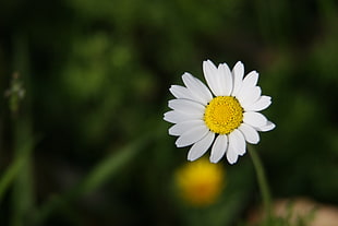 close up shot of white daisy