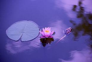 pink lotus flower beside lily pad on calm body of water