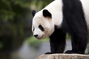 Panda looking down HD wallpaper