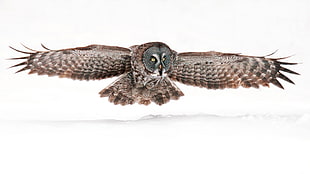 brown forest owl flying
