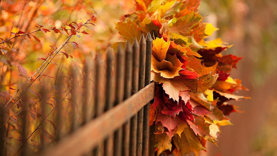 shallow focus photography of dried leaves on fence HD wallpaper