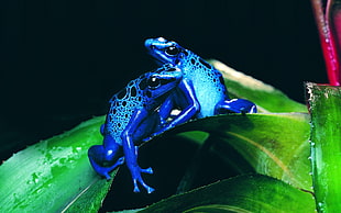 two blue-and-black frogs, frog, animals, nature, amphibian