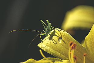 green grasshopper, Grasshopper, Insect, Leaves HD wallpaper