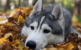 black and white Siberian husky on dry leaves