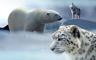 Polar Bear, Wolf, and white Tiger HD wallpaper