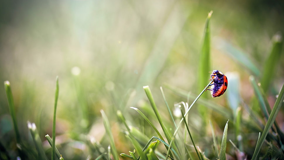 red ladybird, ladybugs, grass, insect, macro HD wallpaper