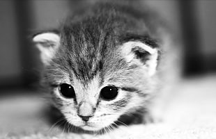 gray scaled photo of kitten