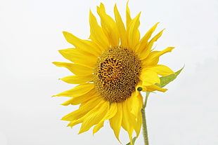 close up photo of Sunflower HD wallpaper