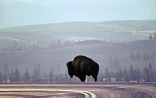 buffalo on highway road pavement HD wallpaper