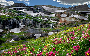 pink flowers and green grass beside mountains during cloudy day