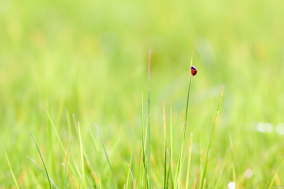 red ladybug on grass HD wallpaper