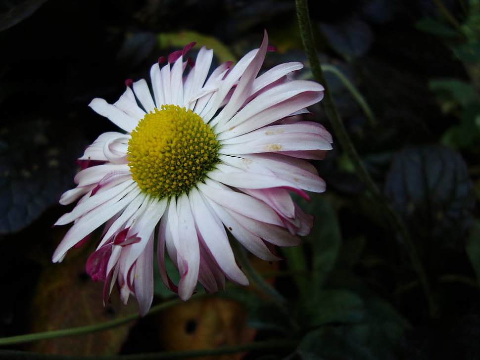 white and pink petaled flower, macro, Chamomile, plants HD wallpaper