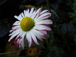 white and pink petaled flower, macro, Chamomile, plants