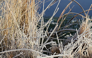 Grass,  Frost,  Plant HD wallpaper