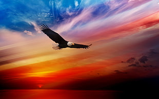 black and white bald eagle, animals, eagle, sunset, bald eagle HD wallpaper