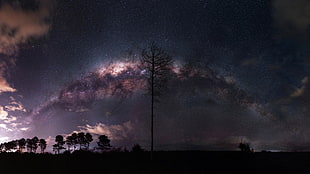 black tree, nature, landscape, night, Milky Way HD wallpaper