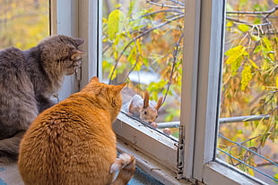 2 cat on surface starring at white wooden framed glass view window and brown rabbit
