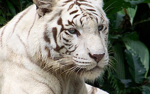 closeup view of white tiger
