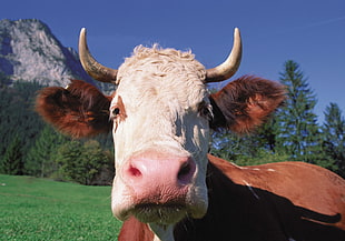 brown and white cow HD wallpaper